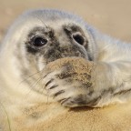 Donna Nook JHC1
